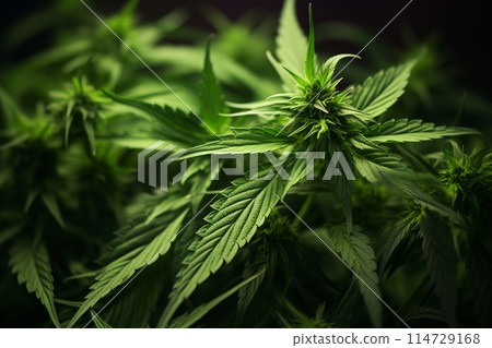 Banner consisting from traditional species marijuana in leaves, Ai generated 114729168