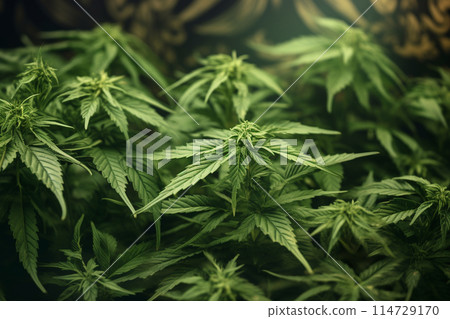 Banner consisting from traditional species marijuana in leaves, Ai generated 114729170