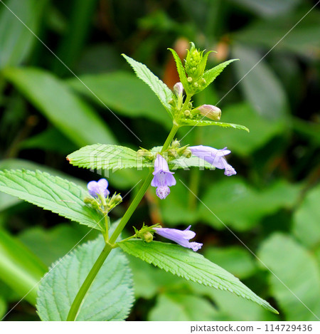 [日本高山植物]千屈菜（北阿爾卑斯山2023） 114729436