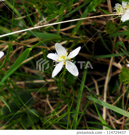 [Alpine plants of Japan] Three-leaved Coptis (Northern Alps 2023) 114729437
