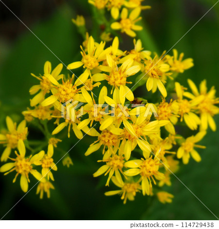 [Japan's alpine plants] Goldenrod (Mt. Hakusan 2015) 114729438