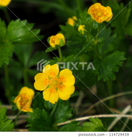 [Japan's alpine plants] Miyamakinbai (Northern Alps 2023) 114729439