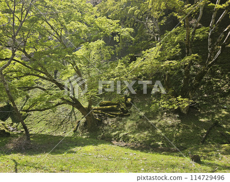 Yoshino Hitome Senbonzakura, Nara Prefecture 114729496