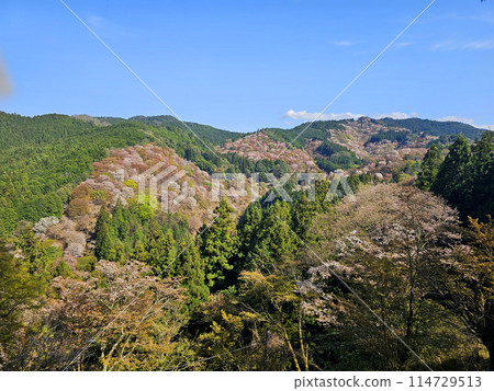 Yoshino Hitome Senbonzakura, Nara Prefecture Yoshino Hitome Senbonzakura, Nara Prefecture 114729513