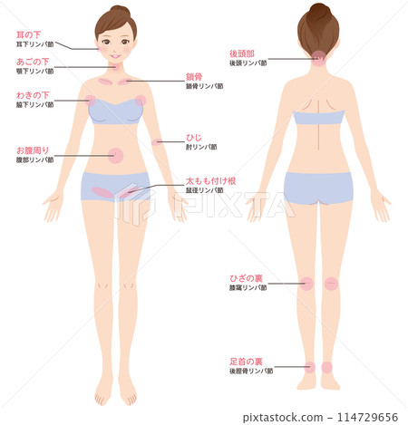 Lymph node explanation diagram Lymphatic massage Lymph node explanation diagram Lymphatic massage 114729656