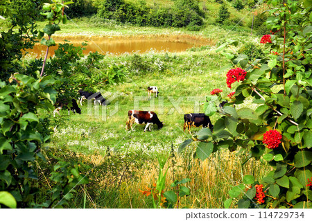 A herd of cows grazing on a summer green slope in flower frame A herd of cows grazing on a summer green slope in flower frame 114729734