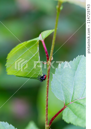 Attelabidae Attelabidae 114729743