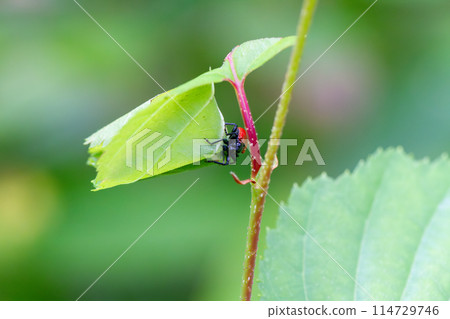 Attelabidae 114729746