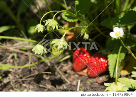 Red and ripe strawberries in the garden 114729804