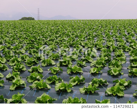 Lettuce field in Showa Village 114729821