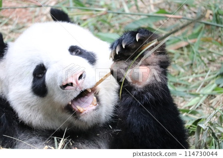 吃竹葉的熊貓 吃竹葉的熊貓 114730044