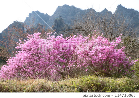 妙義山與櫻花奇石怪峰 114730065