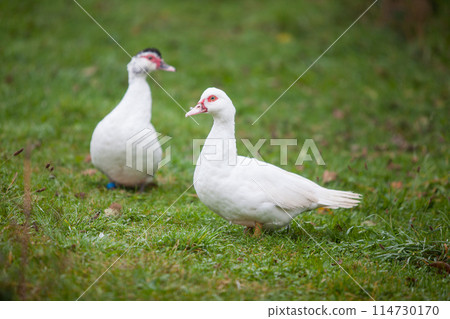 Two Muscovy ducks at cloudy day in autumn 114730170
