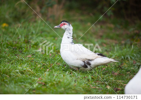 Muscovy duck at cloudy day in autumn Muscovy duck at cloudy day in autumn 114730171