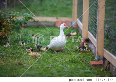 Muscovy duck awith little ducklings 114730172