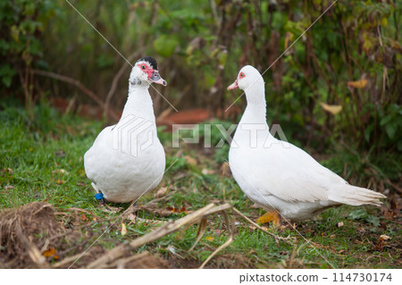 Two Muscovy ducks at cloudy day in autumn 114730174