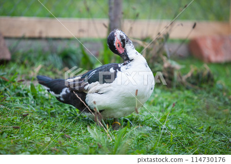 Muscovy duck at cloudy day in autumn 114730176