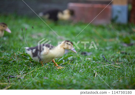 Little duckling of Muscovy duck at cloudy day in autumn 114730180