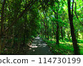 A road surrounded by green 114730199