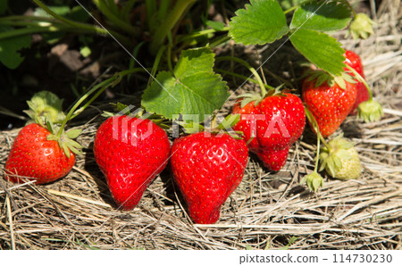 Red and ripe strawberries in the garden 114730230