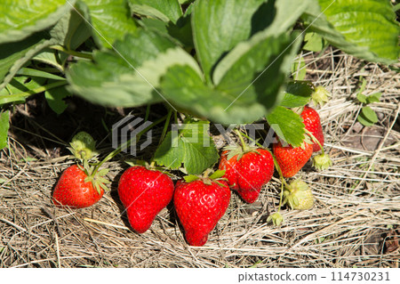 Red and ripe strawberries in the garden 114730231