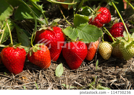 Red and ripe strawberries in the garden 114730236