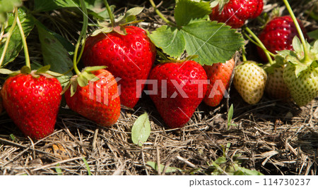 Red and ripe strawberries in the garden Red and ripe strawberries in the garden 114730237