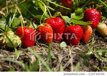 Red and ripe strawberries in the garden 114730240