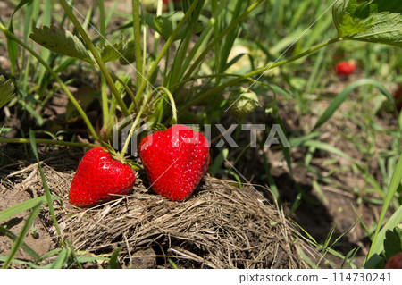 Red and ripe strawberries in the garden 114730241