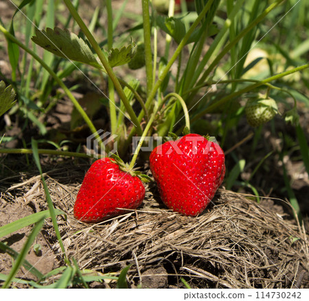 Red and ripe strawberries in the garden 114730242