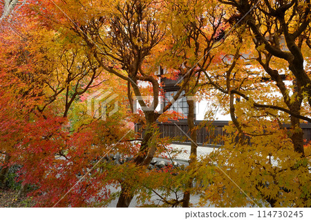 Autumn leaves 114730245