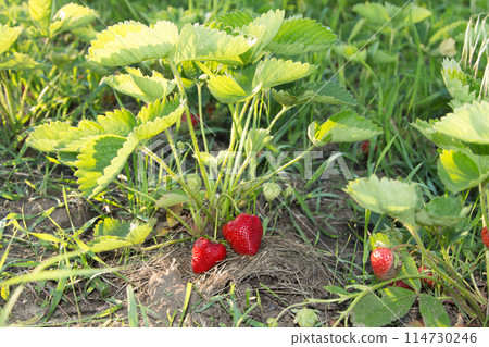 Red and ripe strawberries in the garden 114730246