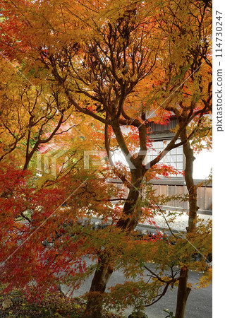 Autumn leaves 114730247