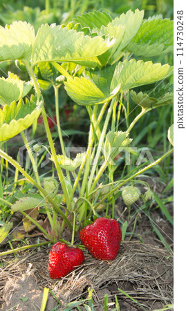 Red and ripe strawberries in the garden 114730248