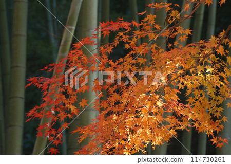 Autumn leaves 114730261