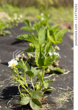 Blooming rows of strawberries 114730262