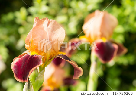 Beautiful orange flower iris Beautiful orange flower iris 114730266