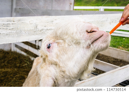 Damascus Goat Eating Carrot from Hand at a Farm 114730514