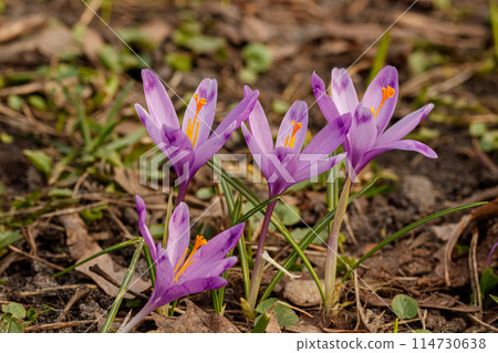 Purple beautiful blooming crocuses in spring against the background of grass 114730638
