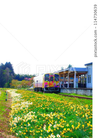 Flower Nagai Line Yamagata Railway Daffodil Narcissus 114730639