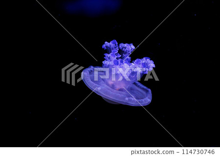 underwater shooting of beautiful Cotylorhiza tuberculata 114730746