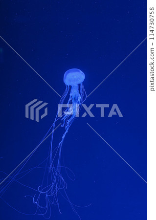 underwater shot of beautiful Chrysaora quinquecirha underwater shot of beautiful Chrysaora quinquecirha 114730758