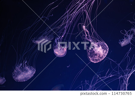 underwater shooting of beautiful Chrysaora lactea 114730765