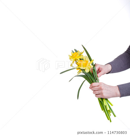 beautiful yellow flowers daffodils in the hands of a girl on a white background 114730803