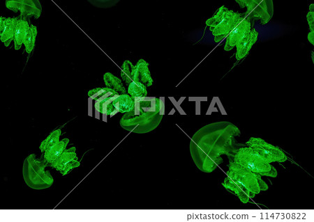 Shooting macro Lychnorhiza lucerna underwater Shooting macro Lychnorhiza lucerna underwater 114730822