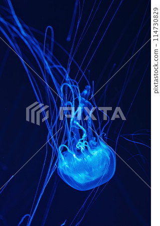 Macro shot of Chrysaora quinquecirrha underwater 114730829