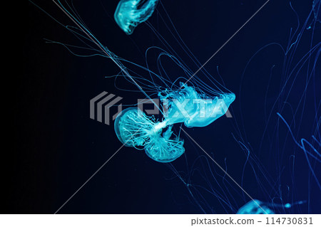 Macro shot of Chrysaora quinquecirrha underwater Macro shot of Chrysaora quinquecirrha underwater 114730831