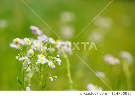 Halzion在外地盛開 114730985