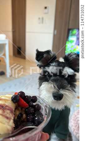 Dog begging for fruit 114731032