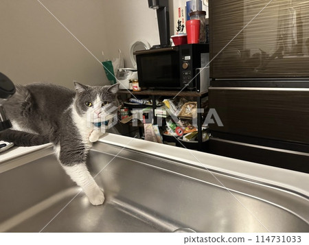 A cat checking the coldness of the sink A cat checking the coldness of the sink 114731033